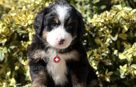 Annie at 6 weeks old