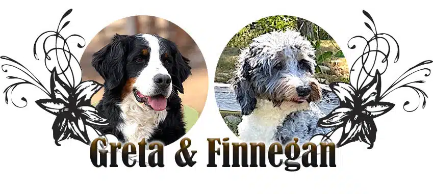 Greta and Finnegan paired breeding