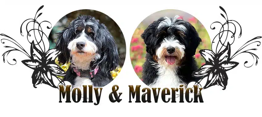 Molly and Maverick paired breeding