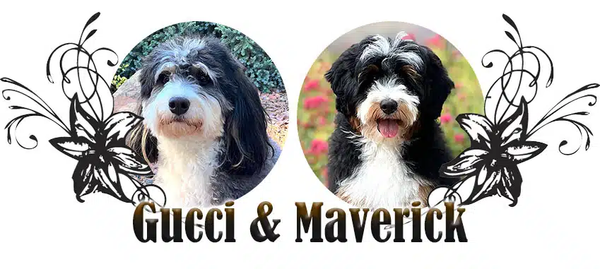 Gucci and Maverick paired bernedoodle breeding